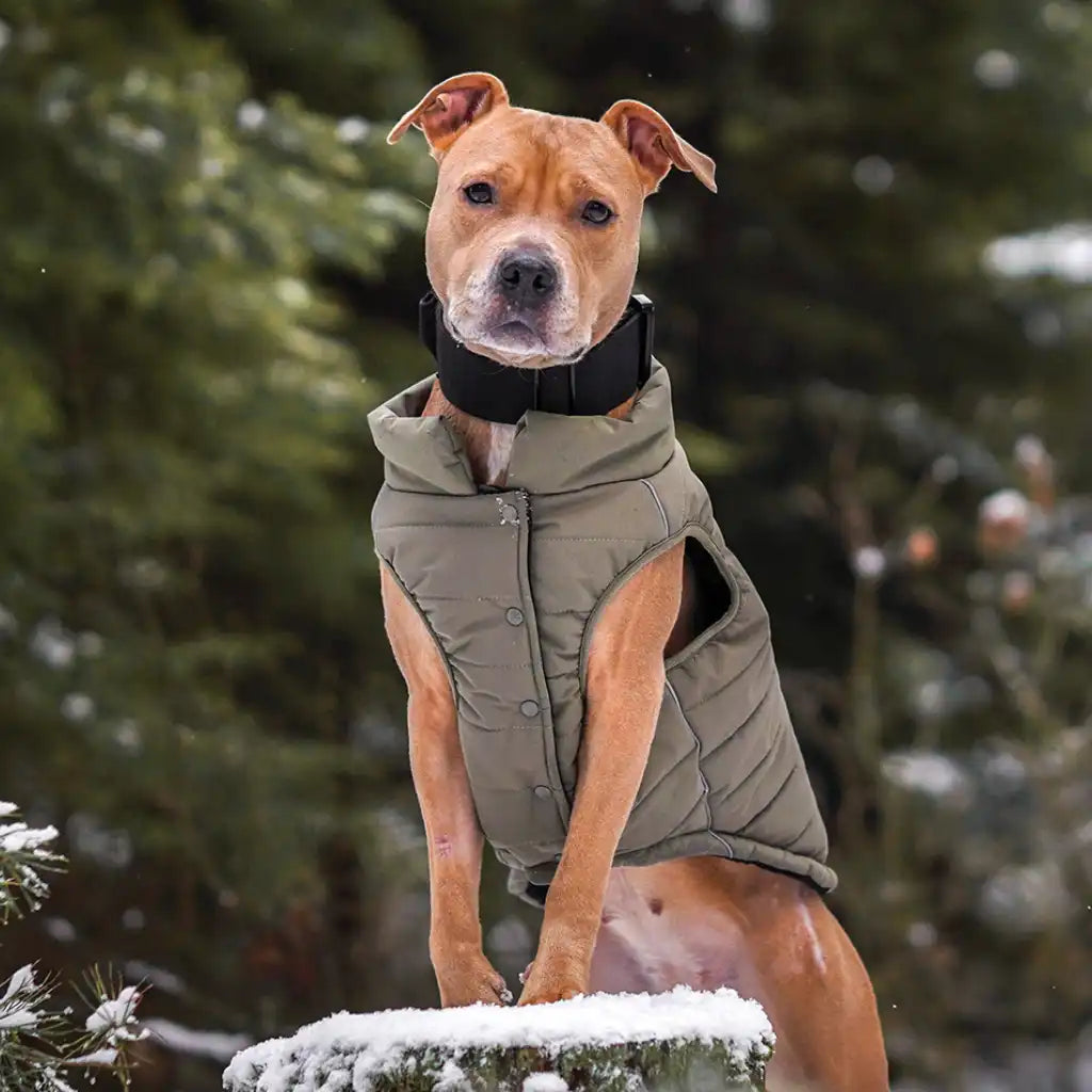 WarmShield Water-Resistant Jacket - Olive