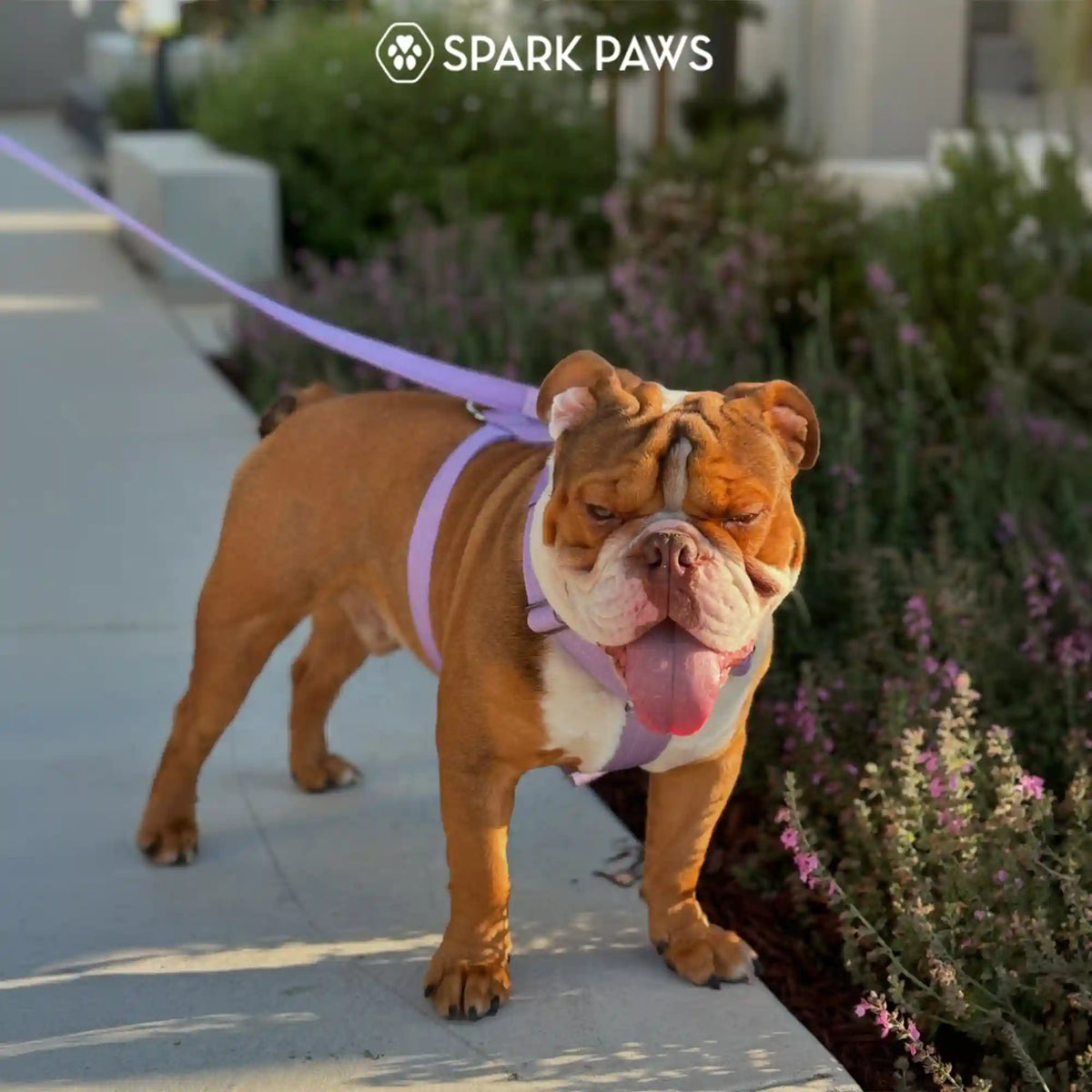 Comfort Control No-Pull Dog Harness Set - Lilac