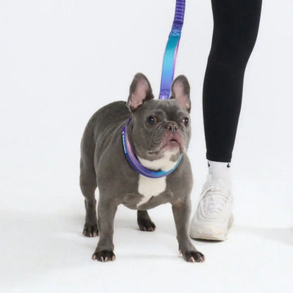 Cushioned Martingale Collar - 90s Retro