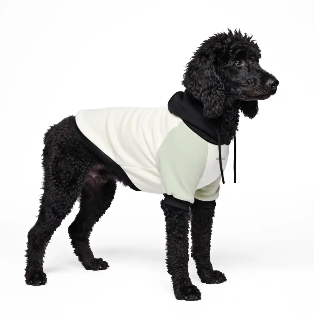 Olive Cream Dog Hoodie