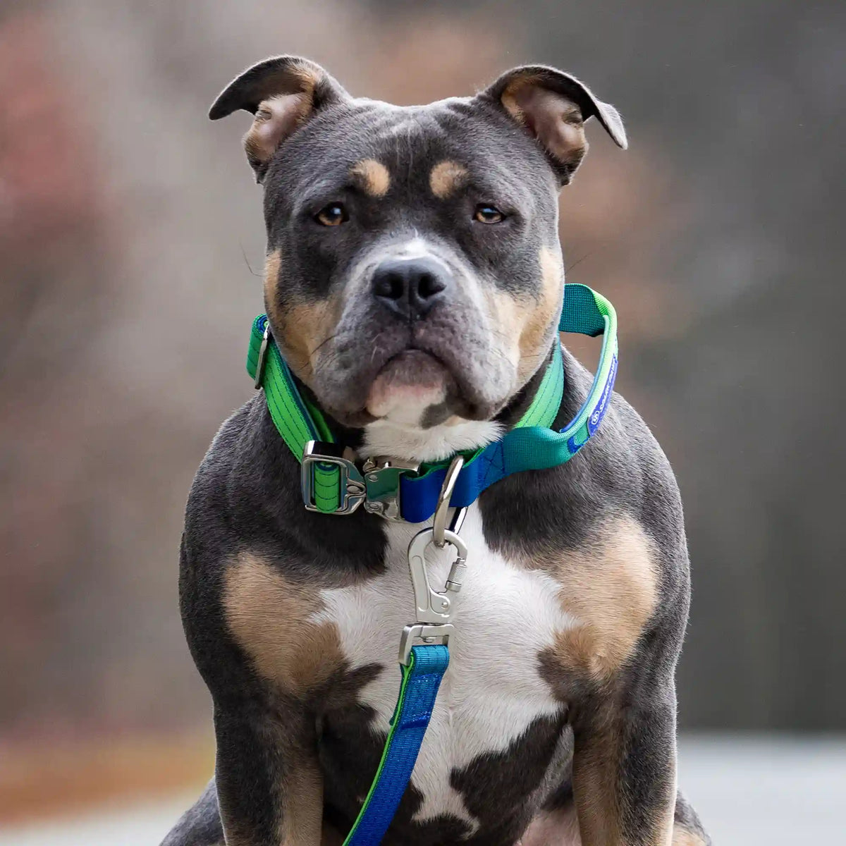 Comfort Control Collar and Multipurpose Leash Sets
