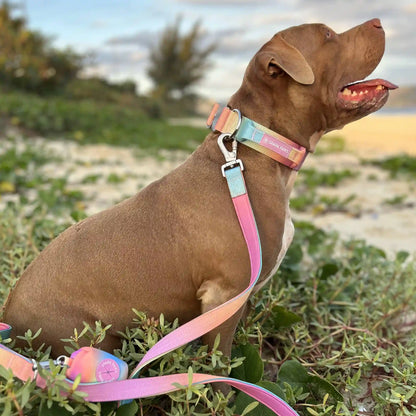 Comfort Control Collar Set - Pastel Icing