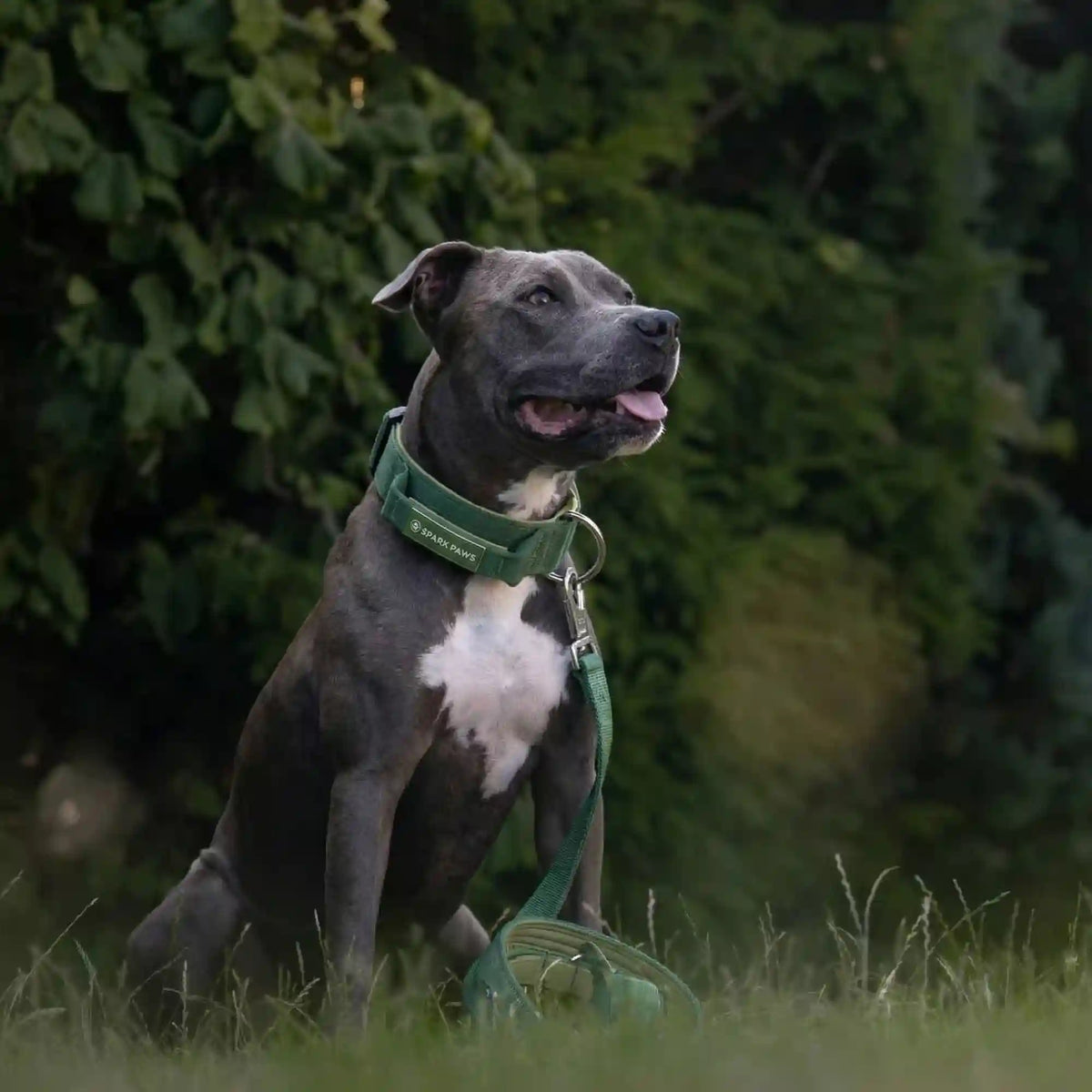 Comfort Control Dog Collar Sets