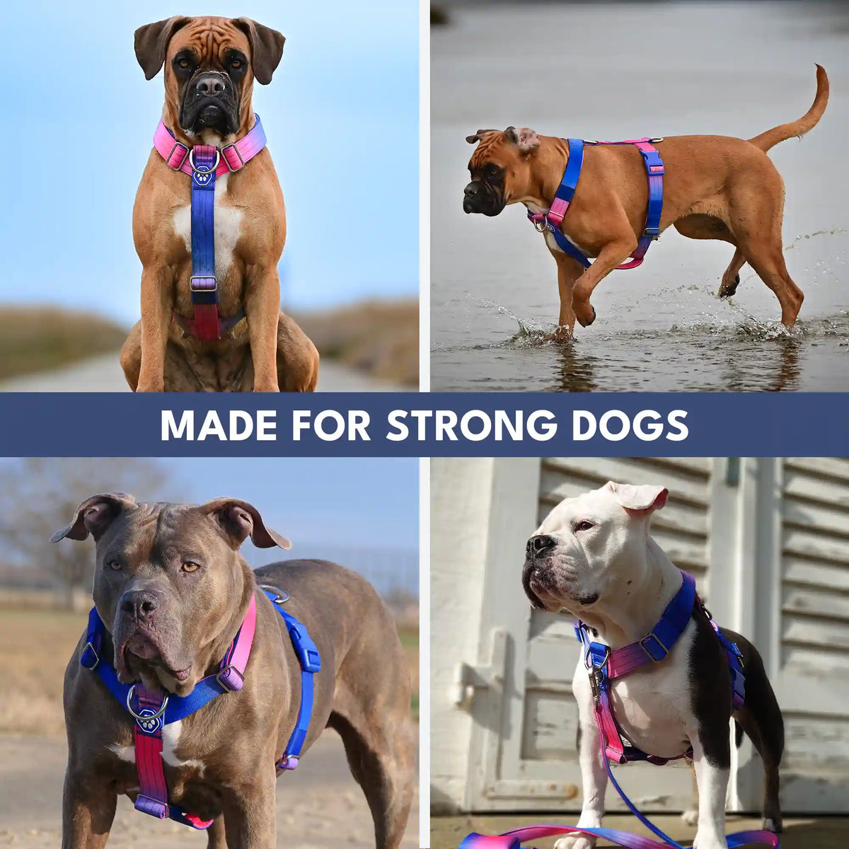 Comfort Control No-Pull Dog Harness - Snow Cone