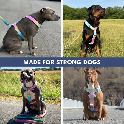 Comfort Control No-Pull Dog Harness Set - Pastel Icing