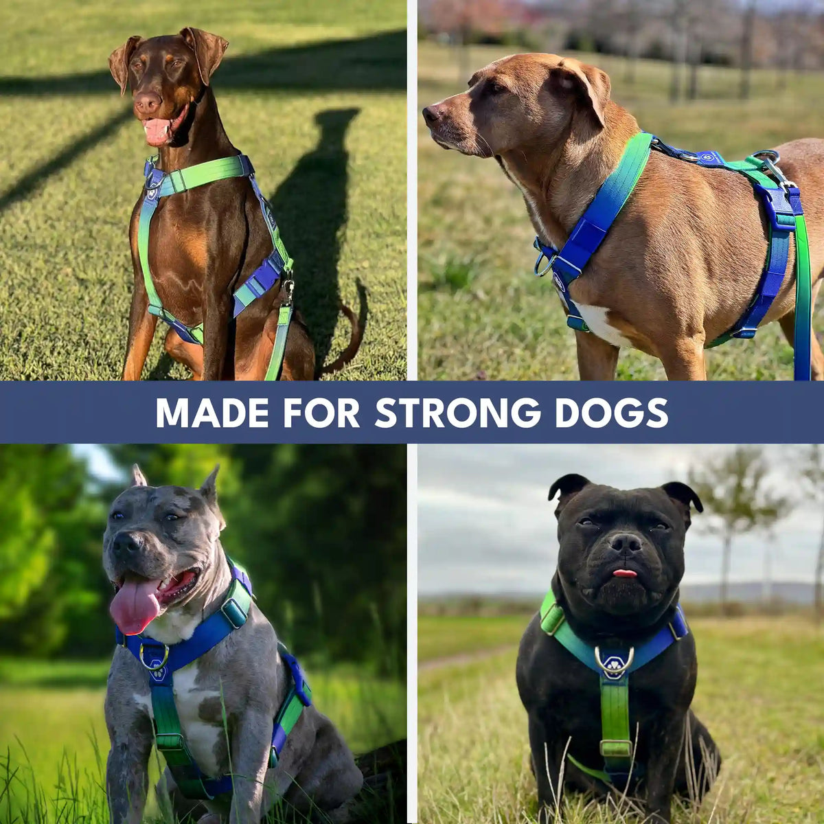 Comfort Control No-Pull Dog Harness - Lime Wave