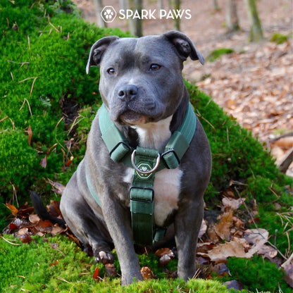 Comfort Control No-Pull Dog Harness - Green